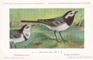 Grey Wagtail Motacilla Cinerea Rare WW2 Bird Postcard