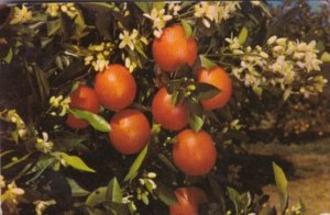 Florida Flowers Oranges and Blossoms 1962