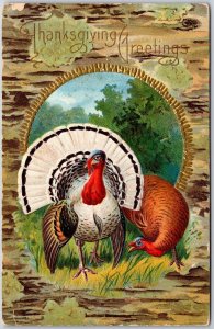 Thanksgiving Greetings Two Wild Turkey In Pastures Embossed Back Postcard