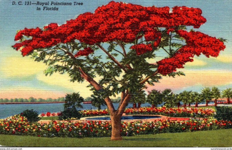 Florida Miami Royal Poinciana Tree In Full Bloom Curteich