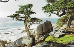 Pescadero Point Cypress Trees Pebble Beach California