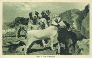 Saint Bernard dogs Italy vintage postcard 1920s