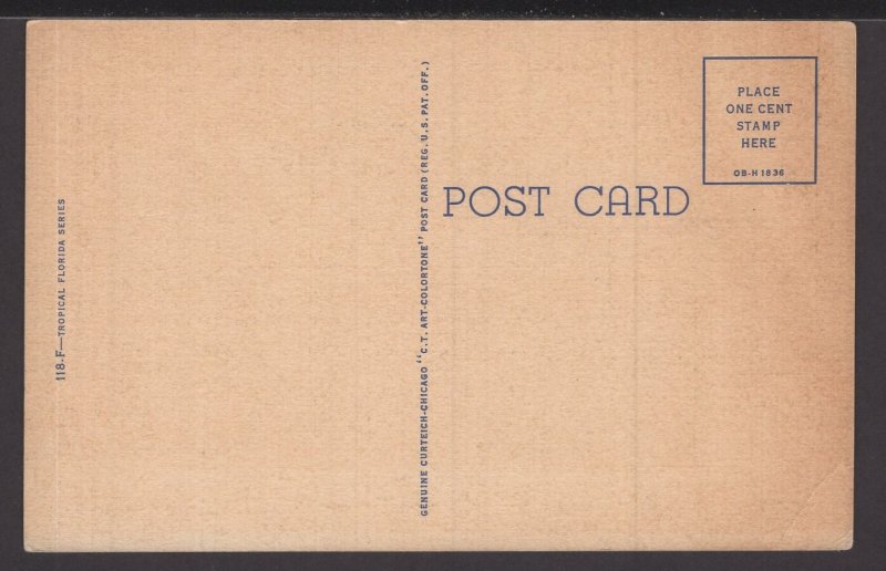 Camellia Time at Florida Cypress Gardens ~ Linen