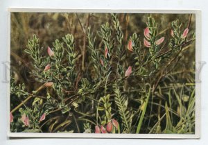 428019 Flower Ononis spinosa Vintage Sammelwerk Tobacco Card w/ ADVERTISING