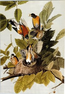 John James Audubon Birds Print American Robin Book Plate 131