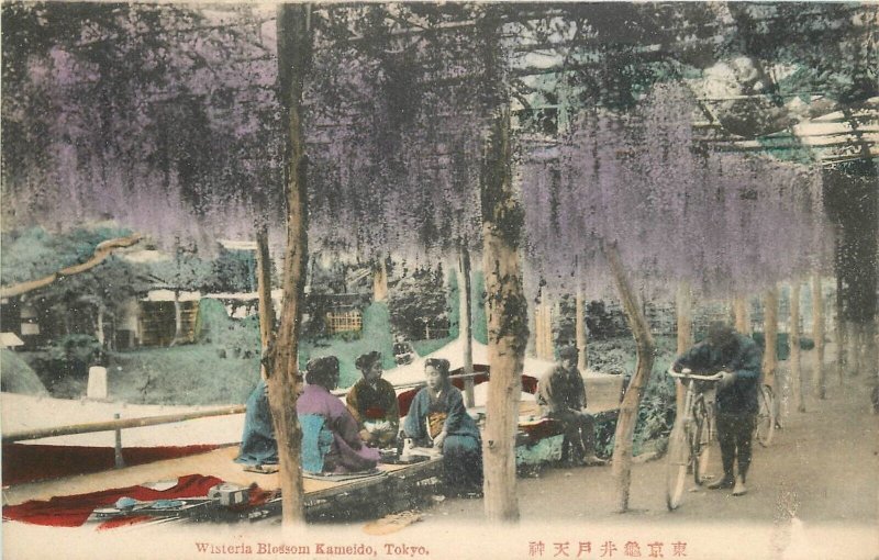 Postcard Japan Tokyo Wisteria Blossom Kameido hand colored 23-5088