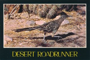 Road Runner - Bird - Clown of the West - Arizona and Southwest US