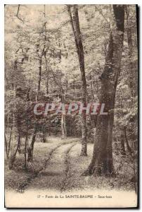 Postcard Old Foret de la Sainte Baume Undergrowth