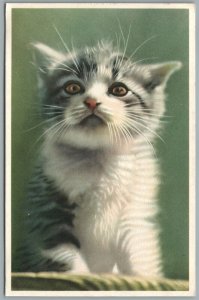 CUTE LITTLE CAT ANTIQUE POSTCARD