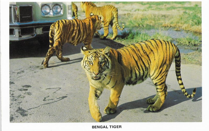 US Postcard Souvenir Folder unused.  Lion Country Safari. 14 Pictures.  .