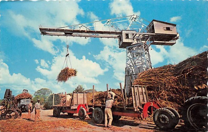 Hoisting Sugar Cane Barbados West Indies Unused 