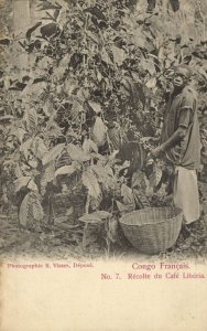 french congo, Harvest of Liberia Coffee (1900s) Postcard