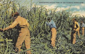 Everglades Harvesting Sugar Clewiston FL
