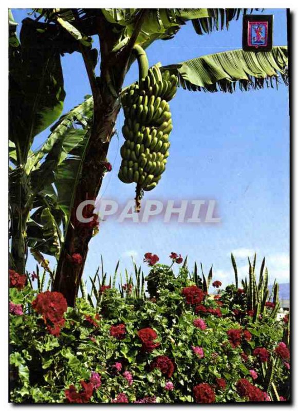 Postcard Modern Tenerife plane trees in bloom