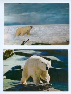 USA. 2 Postcard Alaska Polar Bear On Ice Flow. Unposted