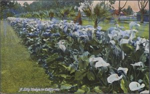 A LILY HEDGE SOUTHERN CALIFORNIA