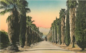 Postcard 1920s Sunny Scenes California Avenue of Palms Evergreens 23-12385