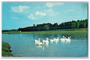 Mobile Alabama AL Postcard View Of Lake At Municipal Park Springhill Goose 1966