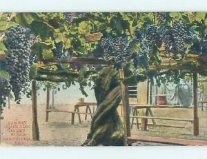 Divided-Back POSTCARD FROM Carpinteria - Near Santa Barbara California CA HM7563