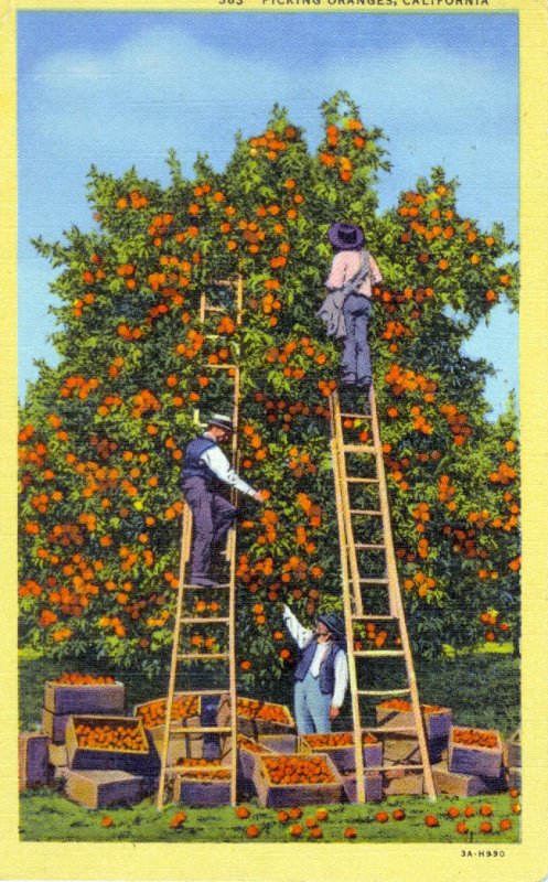 [C.T. Art] US California Pomona (?) - Picking Oranges