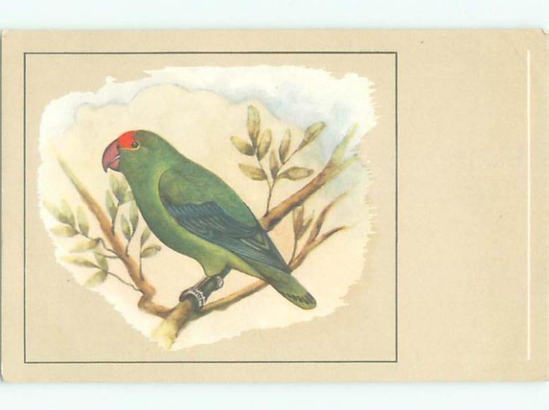 foreign Old Postcard BEAUTIFUL ABYSSINIAN LOVE BIRD AC3558