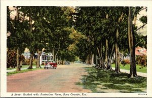 Florida Boca Grande Street Lined With Australian Pine Trees