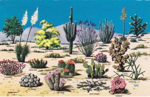 Cacti and Desert Flora - Flowers - The Great Southwest