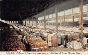 5,000 BALES OF COTTON MEMPHIS TENNESSEE POSTCARD (c. 1910)