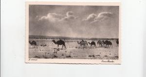 B78783 camel chamel kamelherde Lybia libia  scan front/back image