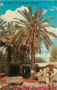 California Coachella King Salomon Tree Scott Scott Postcard 22-1879