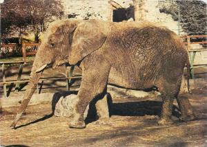 African elephant Dudley zoo