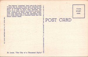 Postcard Cageless Polar Bear St Louis Mo Linen K6