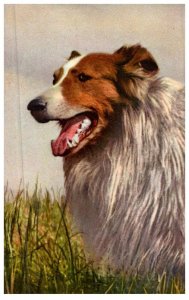 Dog   Collie