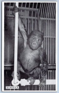 1940's LINCOLN PARK ZOO BABY GORILLA SINBAD FROM CAMEROON WEST AFRICA POSTCARD