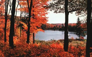 Vintage Postcard Autumn Splendour Among Lakes & Woodlands Ontario Canada