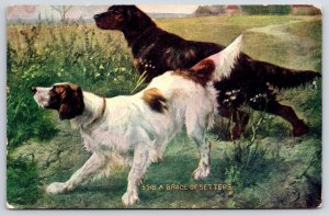 A Brace Of Setters White And Black Dogs Outside Garden Postcard