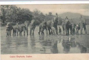 Ceylon Sri Lanka Elephants In River