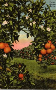 Florida Typical Orange Grove 1949 Curteich