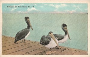 Vintage Postcard Pelicans City Bird St. Petersburg Florida FL E. C. Kropp Pub.