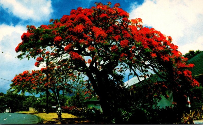 Hawaii Flowers Royal Poinciana