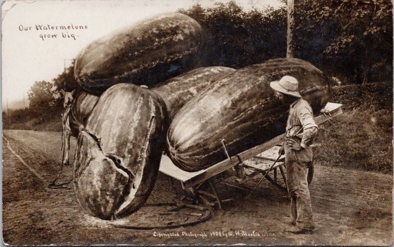 Our Watermelons Grow Big Exaggerated Melons Farming Martin RPPC Postcard H35 