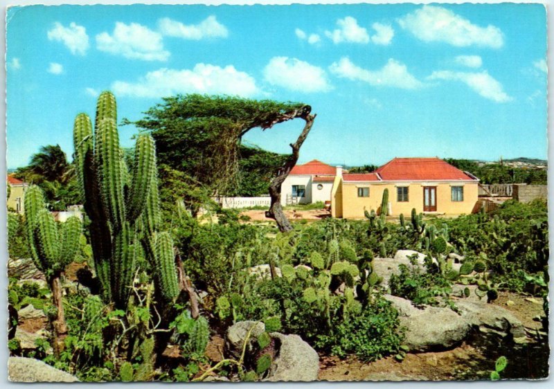 M-23706 Cactusfield with typical Country Houses Aruba