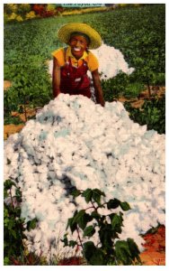 the Payoff  worker showing Large pile of Cotton