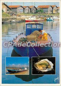 Modern Postcard Arcachon (Gironde) Sorting oysters