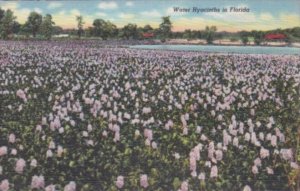 Florida Flowers Water Hyacinths In Bloom Curteich