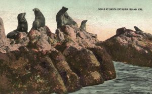 Vintage Postcard 1914 View of Seals At Santa Catalina Island California CA