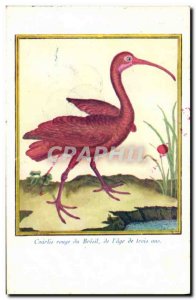 Old Postcard red Curlew of Brazil