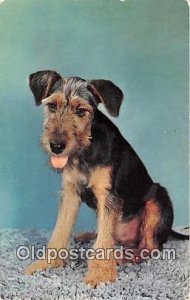Sad Sack Terrier Dog 1955 