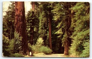 1960s REDWOOD EMPIRE CALIFORNIA HWY 101  UNION 76 GASOLINE AD POSTCARD P192