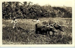 Field Plowing with Water Buffalo - Hawaiian Islands s, Hawaii HI  